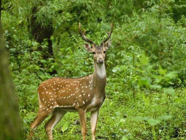 Bhadra wildlife