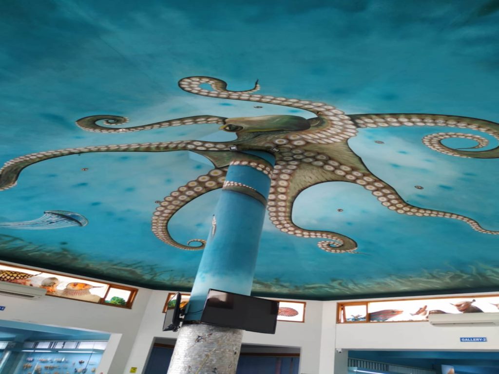 /Seashell Museum