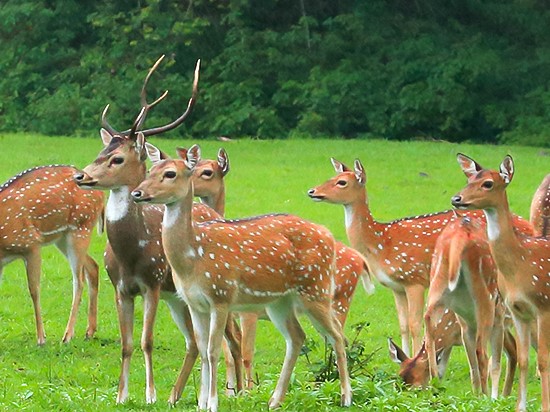 Someshwara Wildlife Sanctuary