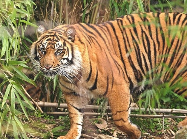 Someshwara Wildlife Sanctuary