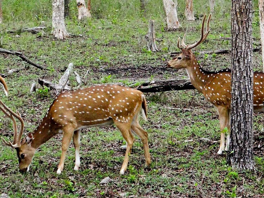 BANDIPUR