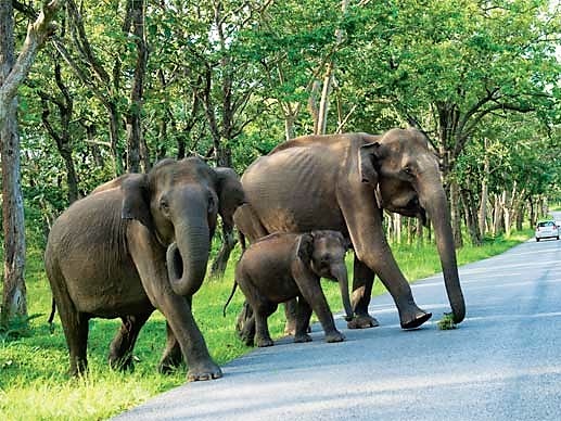 BANDIPUR