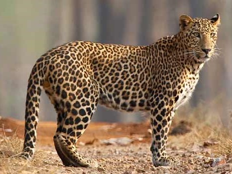 Mudumalai Wildlife Sanctuary