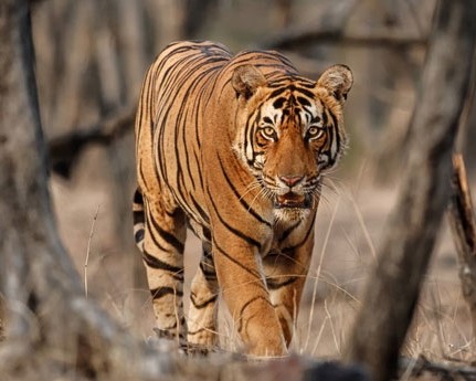 BANDIPUR