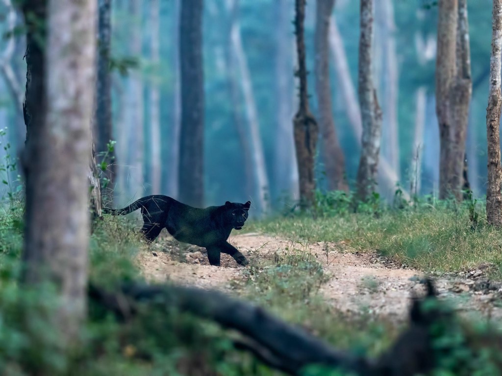Black Panther