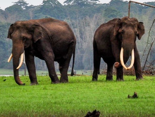 Kabini