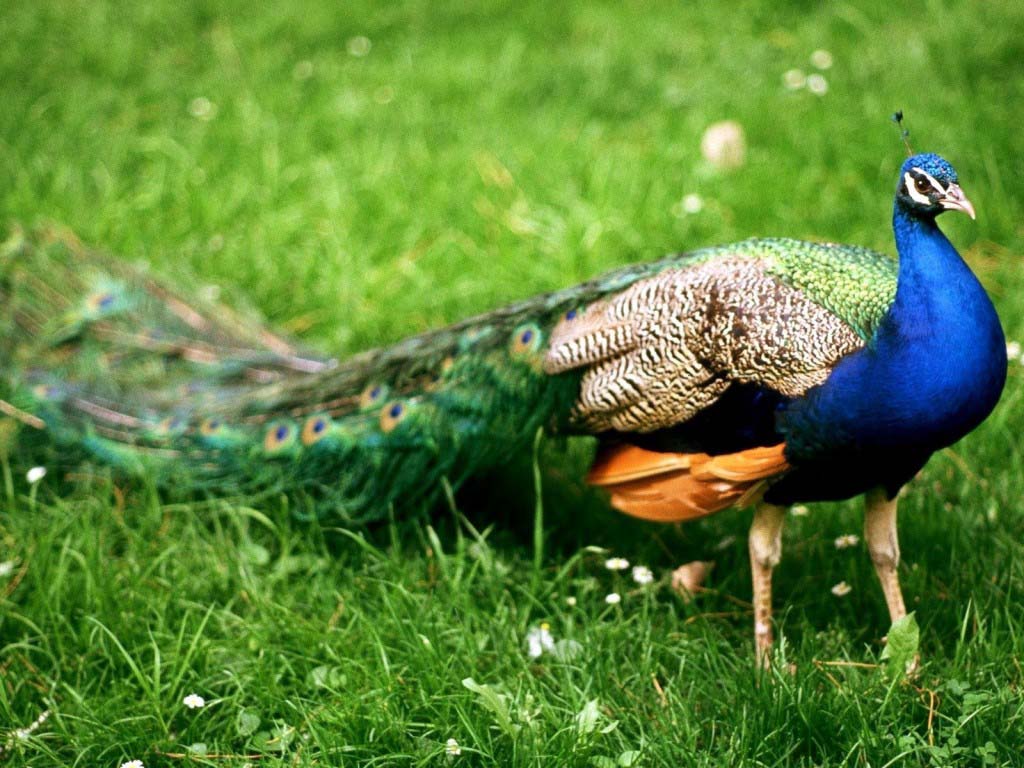 Peacock