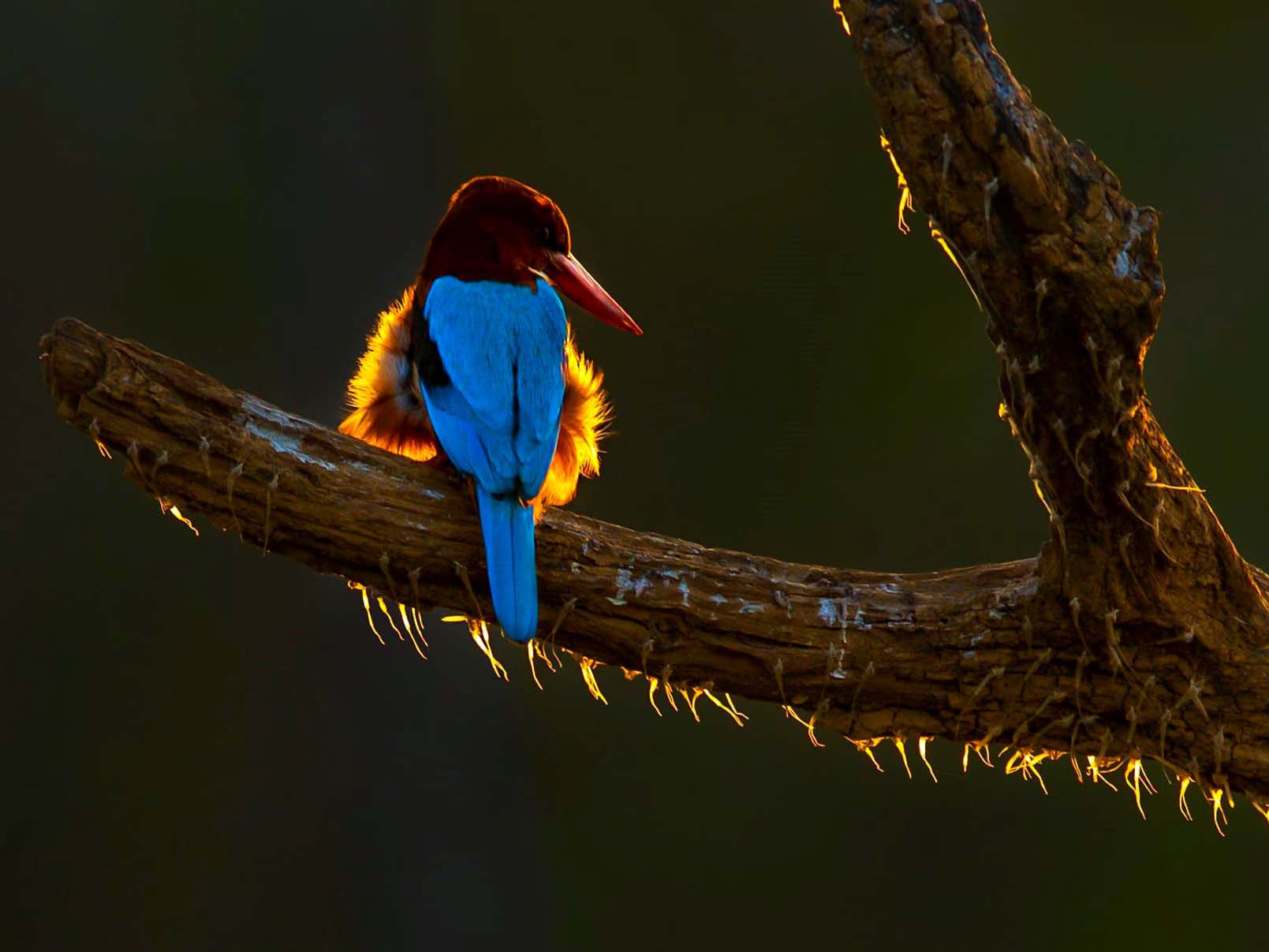 Bird