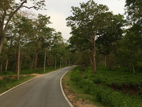 Kabini Forest