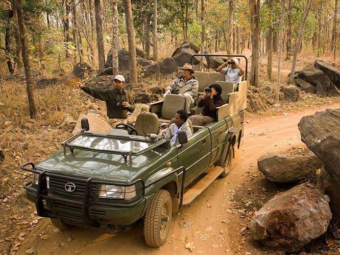 Jungle Safari