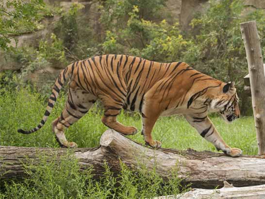 Nagarhole National Park