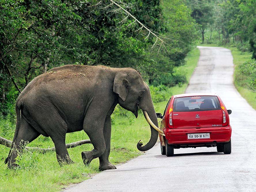 Elephants