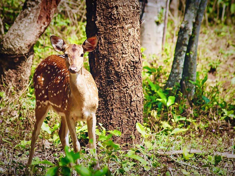 Deer wildlife
