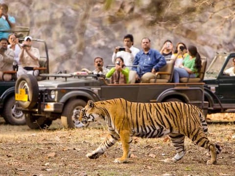 Jeep Safari