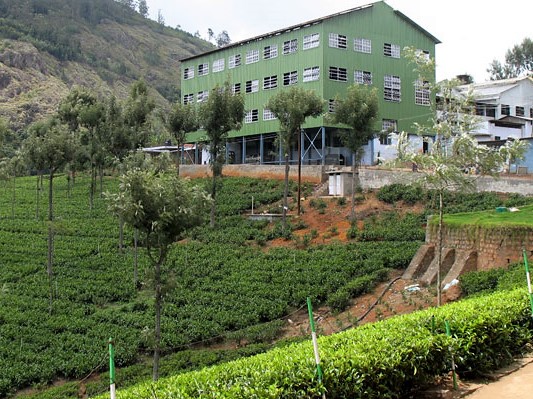 HighField Tea Factory