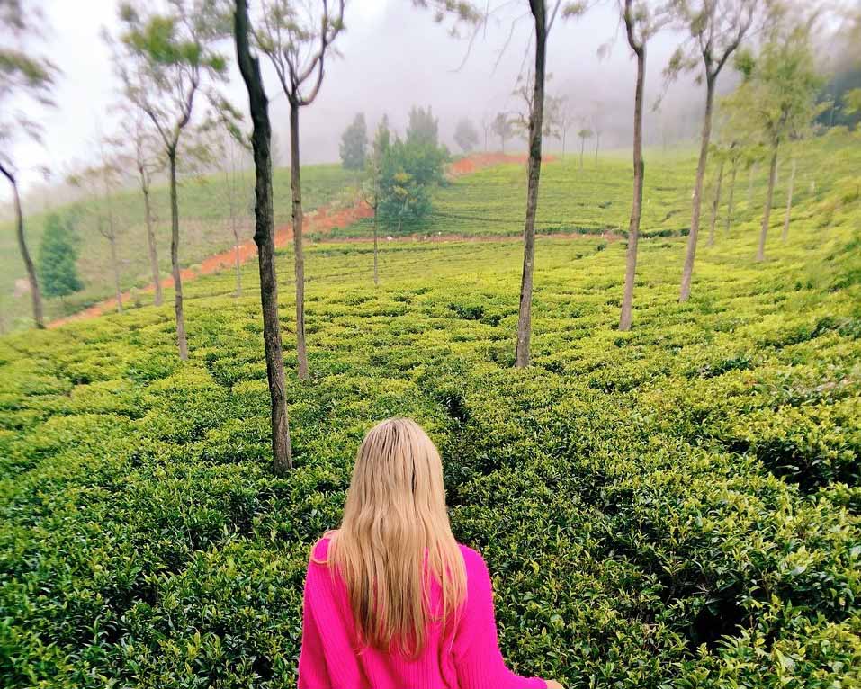 Tranquilitea Gourmet Niligiri Tea’s