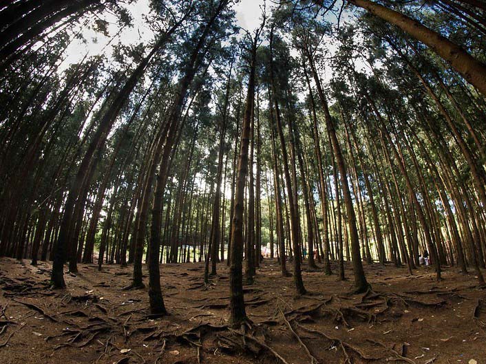 Pine Forest
