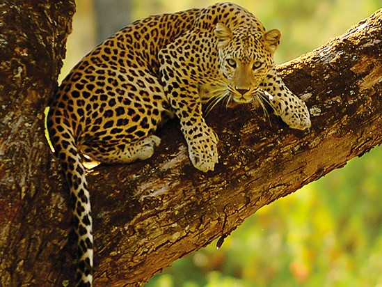 BRT Wildlife Sanctuary