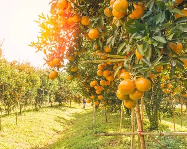 Orange Groves
