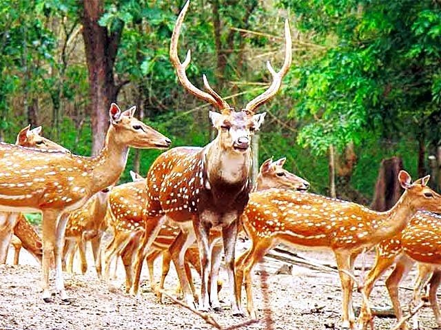 Deer Park