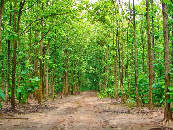 Kottachedu Teak Forest