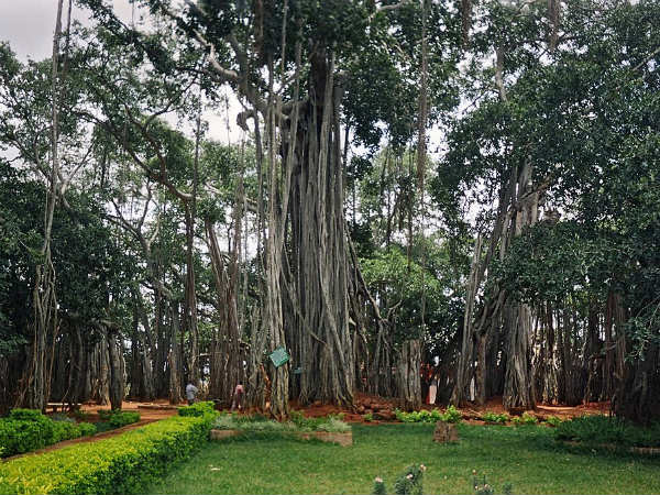 Big Banyan Tree