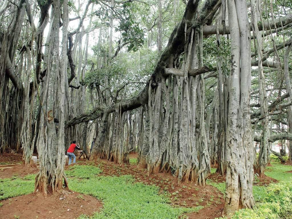 Big Banyan Tree