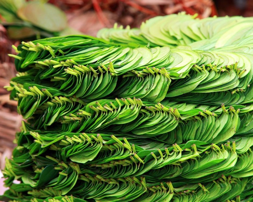 Mysore betel leaves