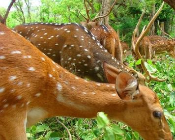 Amirthi Zoological Park