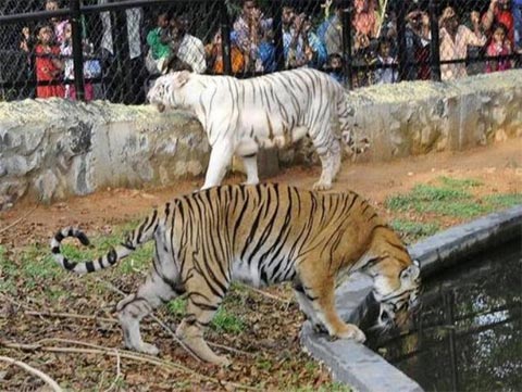 Amirthi Zoological Park