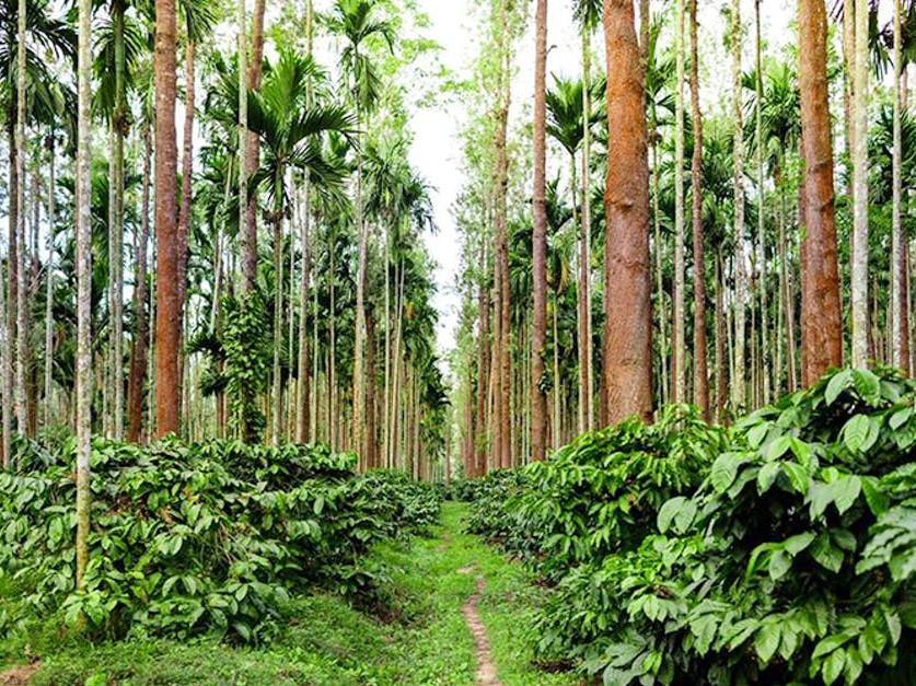 Coffee Plantation