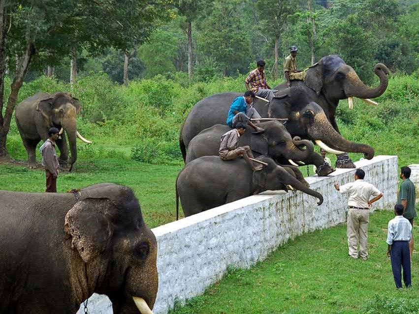 Dubare - Elephant Camp
