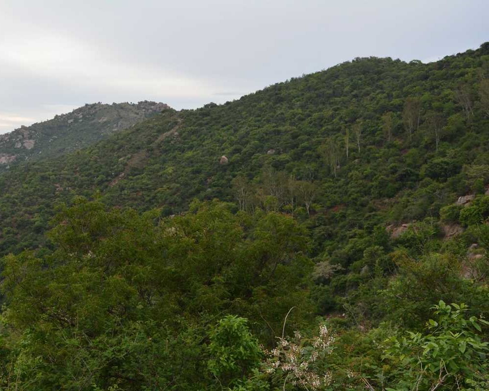 Horsley Hills