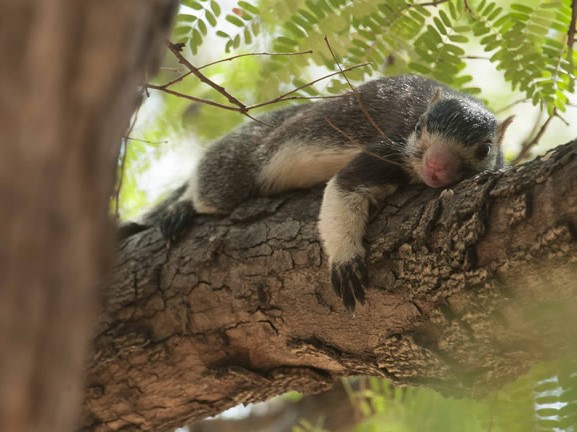 Cauvery Wildlife Sanctuary