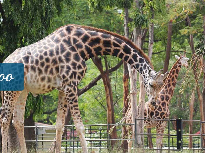 Sri Chamarajendra Zoological Gardens