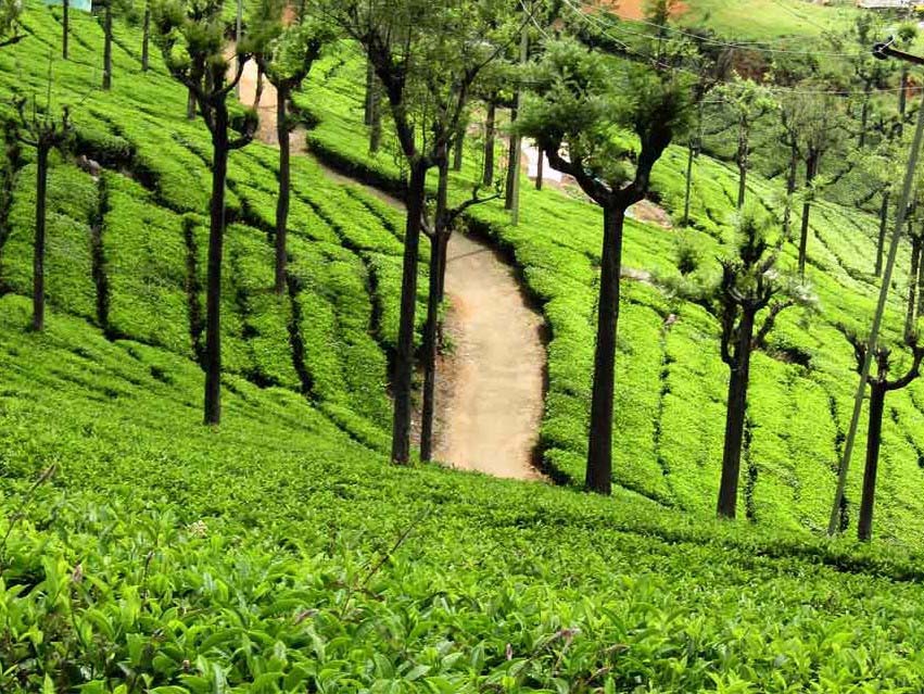 Coffee Tea Plantations