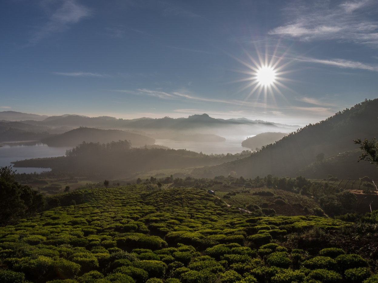 OOTY