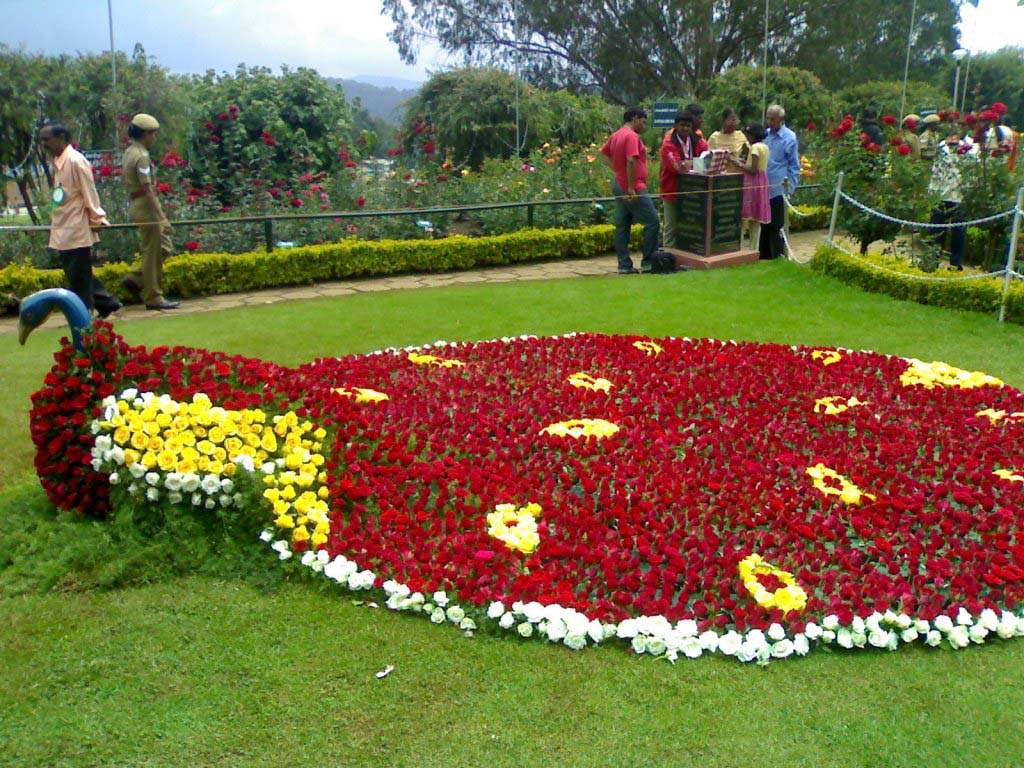 Rose garden