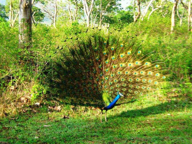 Mudumalai National Park