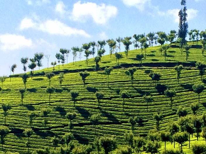 Coffee & Tea Plantations