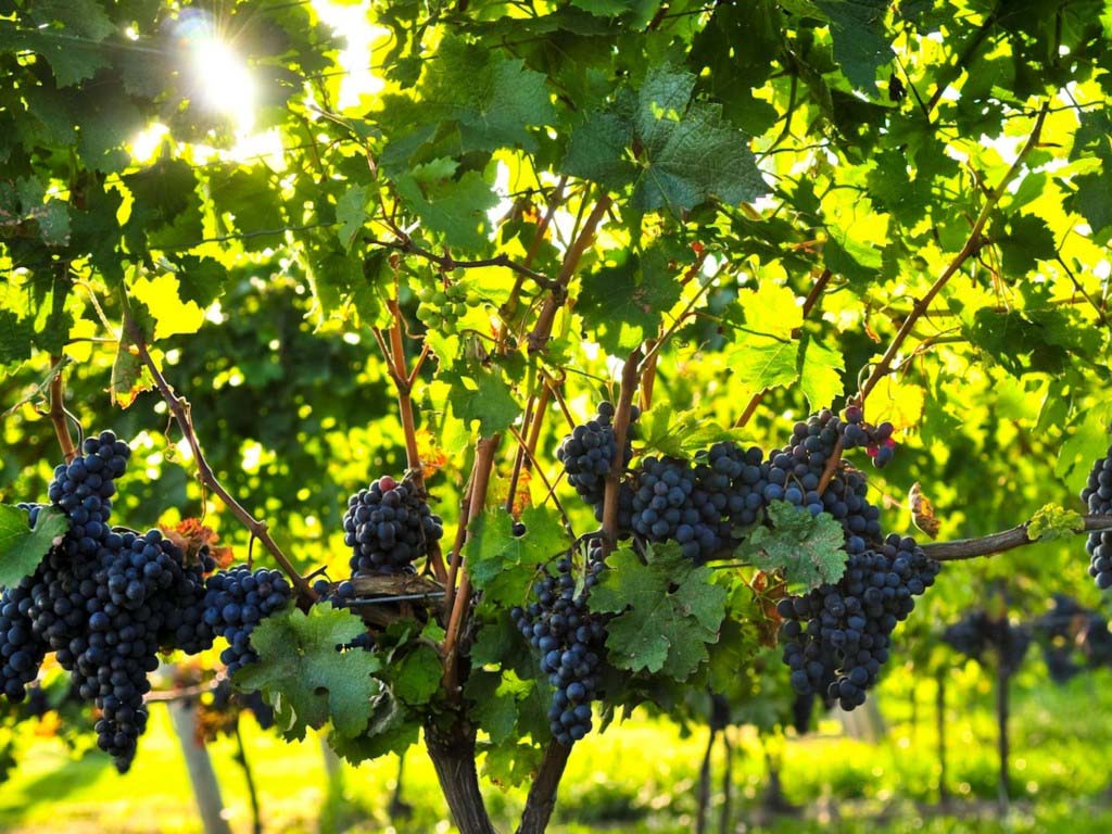 Kadu Wineyard