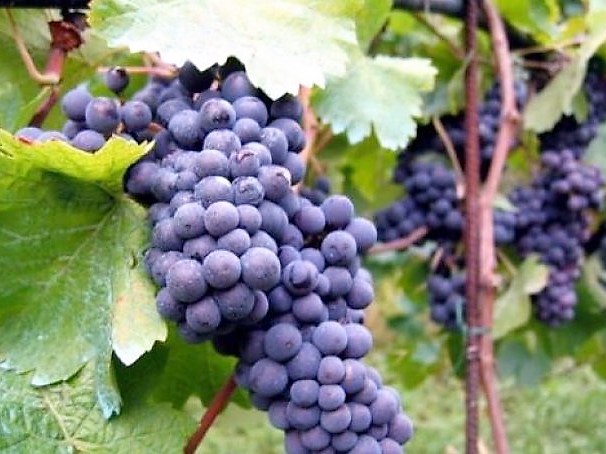 KADU Vineyard