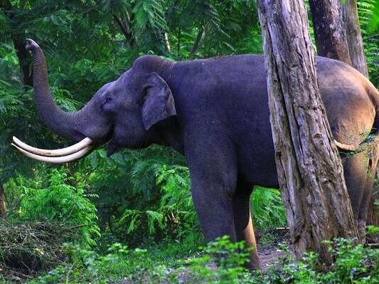 Wayanad Wildlife Sanctuary