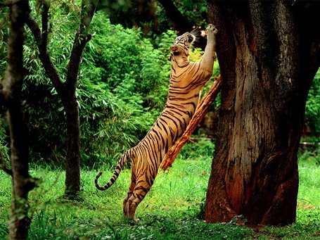 Wayanad Wildlife Sanctuary