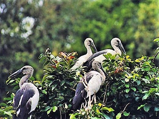 Pakshipathalam Bird Sanctuary
