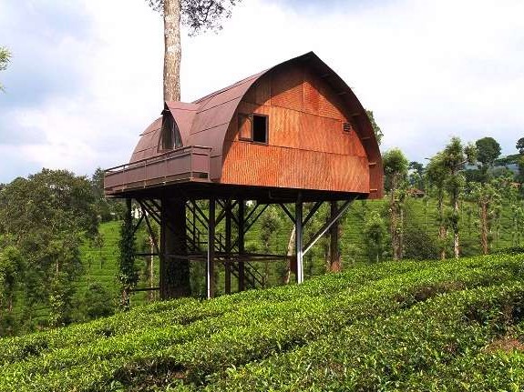 Tea Estate Tour